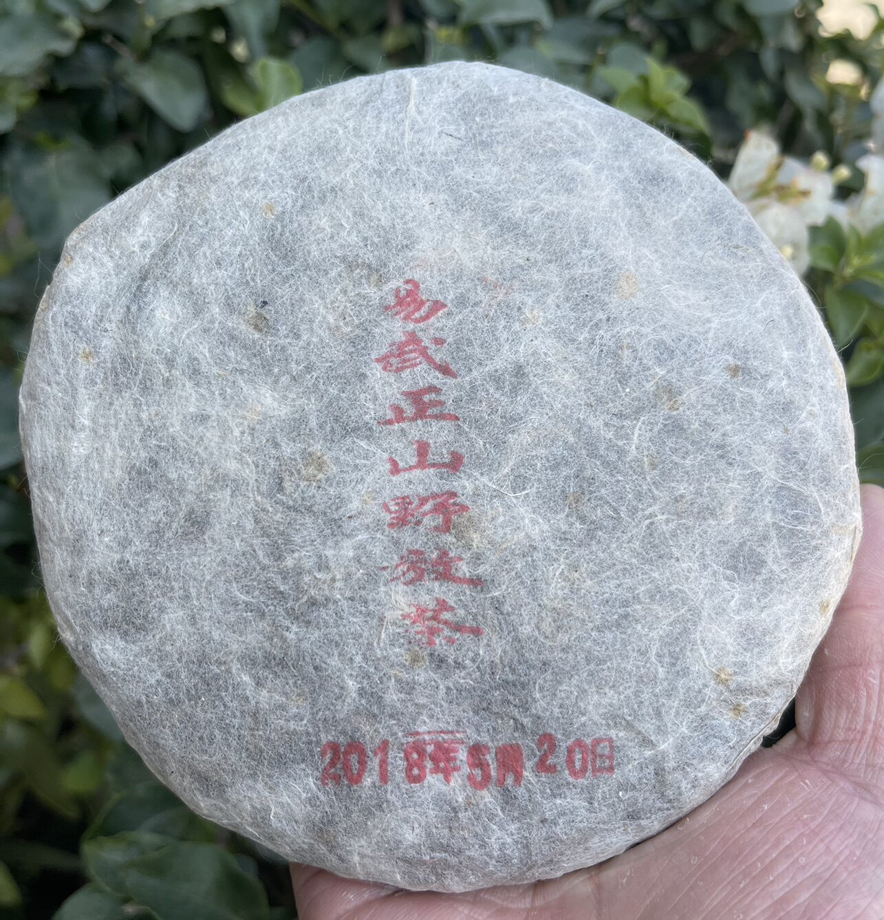 普洱茶生茶刮风寨茶王地2018年头春200克