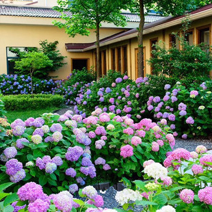 节开花 无尽夏鸡尾酒万华镜花八仙花银河魔幻绣球花苗盆栽花卉多季