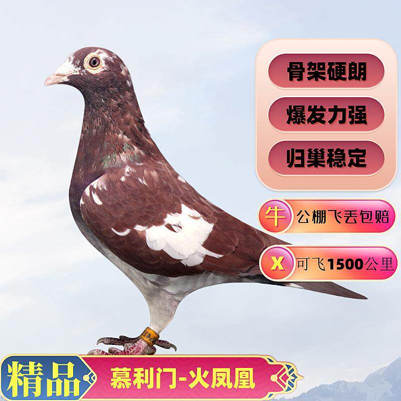 活的鸽子慕利门火凤凰铅笔灰大鼻子信鸽子种鸽幼鸽一对血统鸽公棚