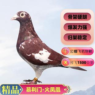 活的鸽子慕利门火凤凰铅笔灰大鼻子信鸽子种鸽幼鸽一对血统鸽公棚
