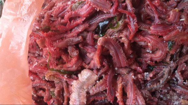 野生红蚕沙蚕梭鲈鱼饵腌制鱼饵海蚯蚓水蚕好保存海钓
