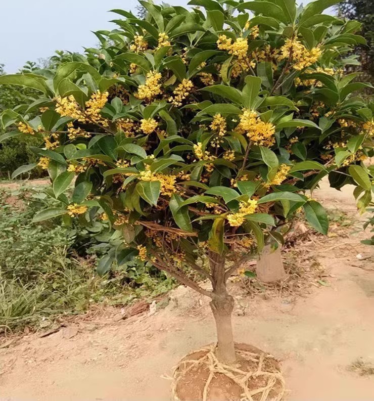 桂花树苗金桂丹桂嫁接桂花盆栽地栽沉香桂花苗桂花苗