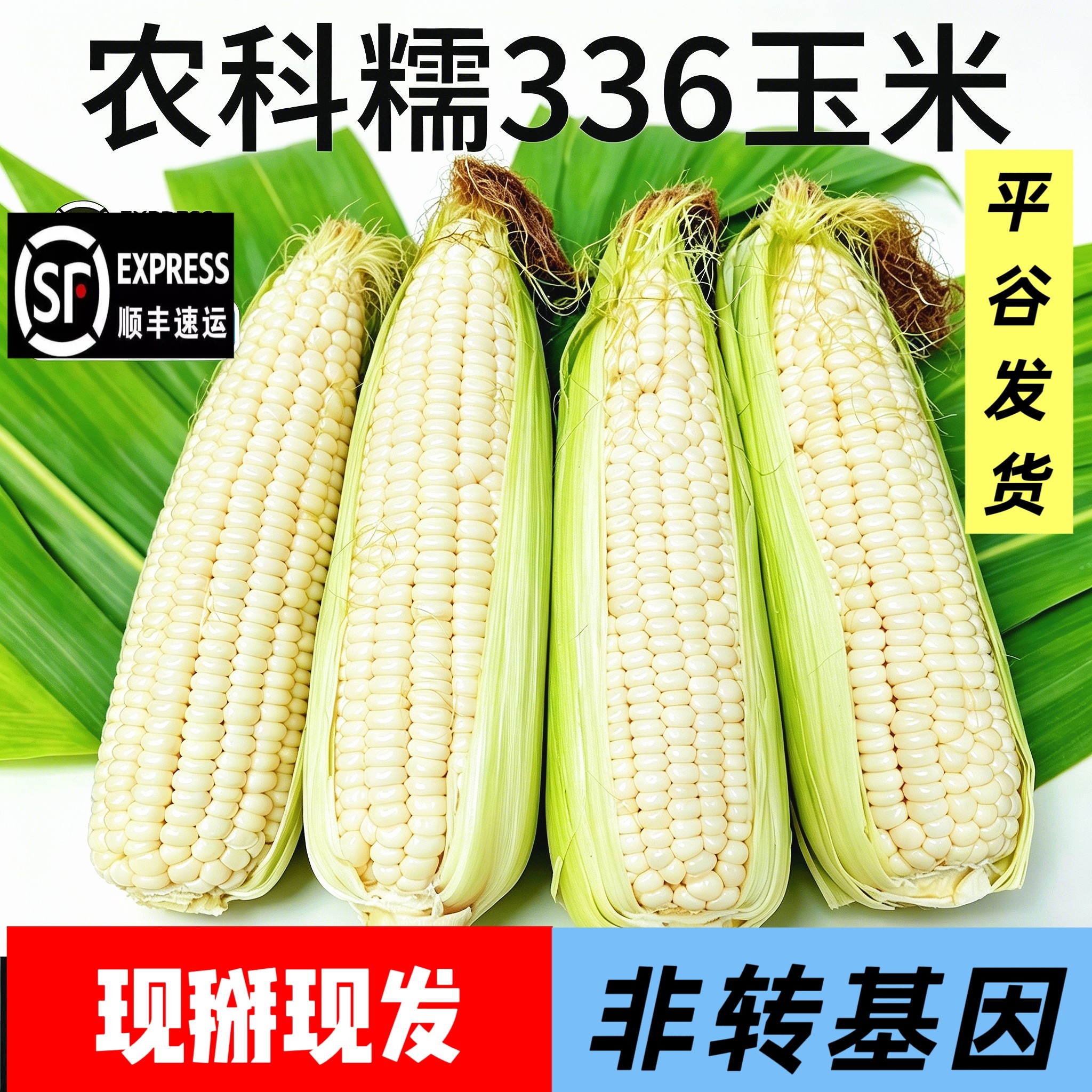 新鲜带皮农科院336玉米正宗白甜糯玉米现摘现发甜糯玉米孕妇水果