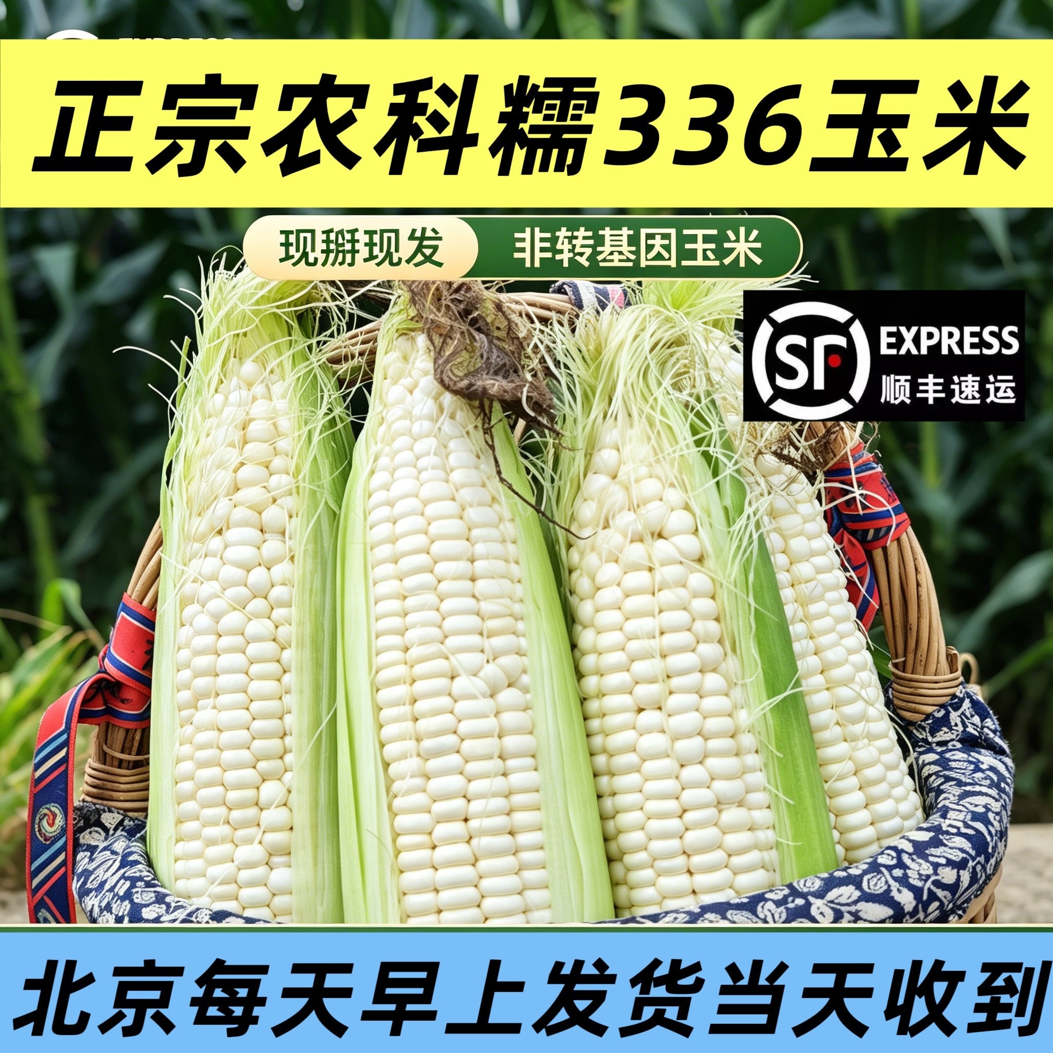 农家自产自销农科糯336玉米新鲜