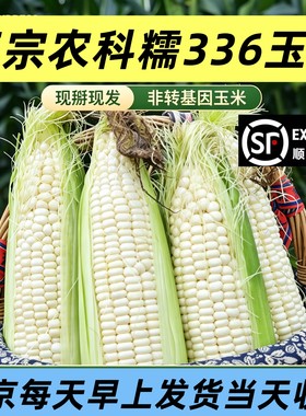 农家自产自销农科糯336玉米新鲜