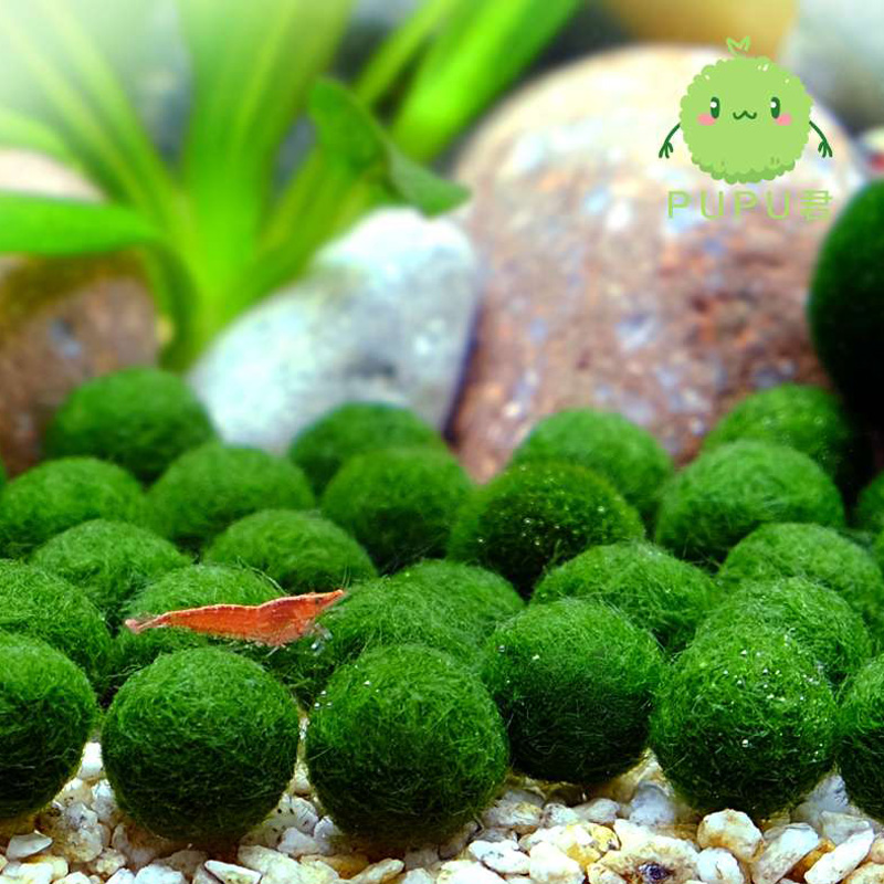 Seaweed moss and lichen desktop Scenery ecology Office Mini Hydroponics Botany originality Mini flowers and plantsin the Flower delivery/Flowers simulation/Plants gardening , Gardening supplies , Other Garden Supplies  category - from Buy2taobao.com to provide professional Taobao agent buy service