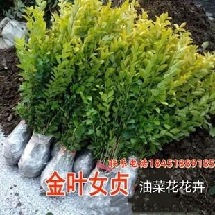金叶女贞金森亮晶 四季常青小叶球紫叶水蜡树苗 庭院围墙耐寒绿篱