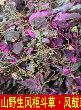 野生风柜斗草风鼓草风谷草楮头红