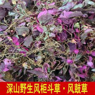 野生4年小叶风柜斗草酸酸草茶干货风鼓草风谷草楮头红风骨褚红草