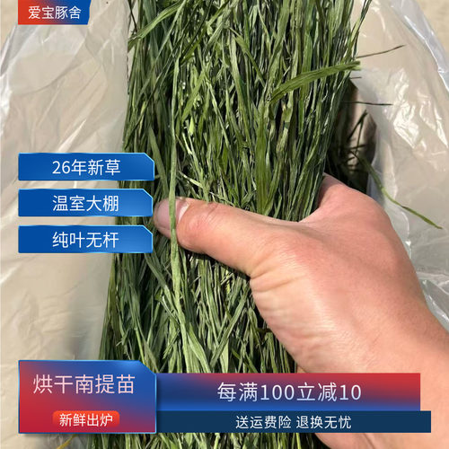 26年新出炉烘干出炉南提提摩西草