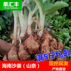 正宗海南特产新鲜沙姜山奈白切鸡配料个大香浓非茂名高州沙姜山奈