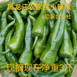 东北农家新鲜小辣椒正宗辣妹子小园青椒自种辣椒皮薄特辣薄皮尖椒