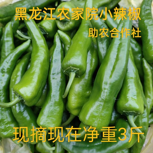 东北农家新鲜小辣椒正宗辣妹子小园青椒自种辣椒皮薄特辣薄皮尖椒