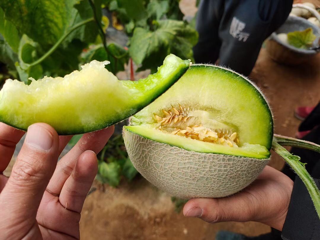 山东海阳网纹瓜登州蜜瓜一藤一瓜甜瓜玫珑瓜蜜麒麟瓜新鲜包售后