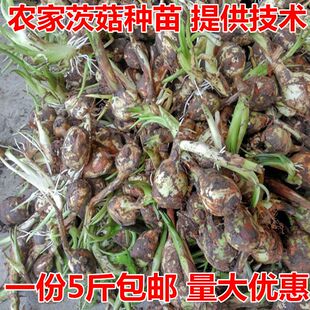 大量农家新鲜白慈姑种苗茨菰茨菇白马蹄鲜慈姑粉糯荸荠新鲜种苗