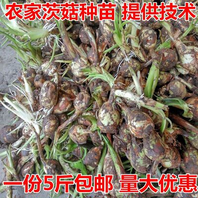慈姑种苗茨菰茨菇鲜慈姑新鲜种苗