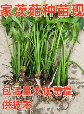 新品慈姑种苗鱼缸池塘水生种植