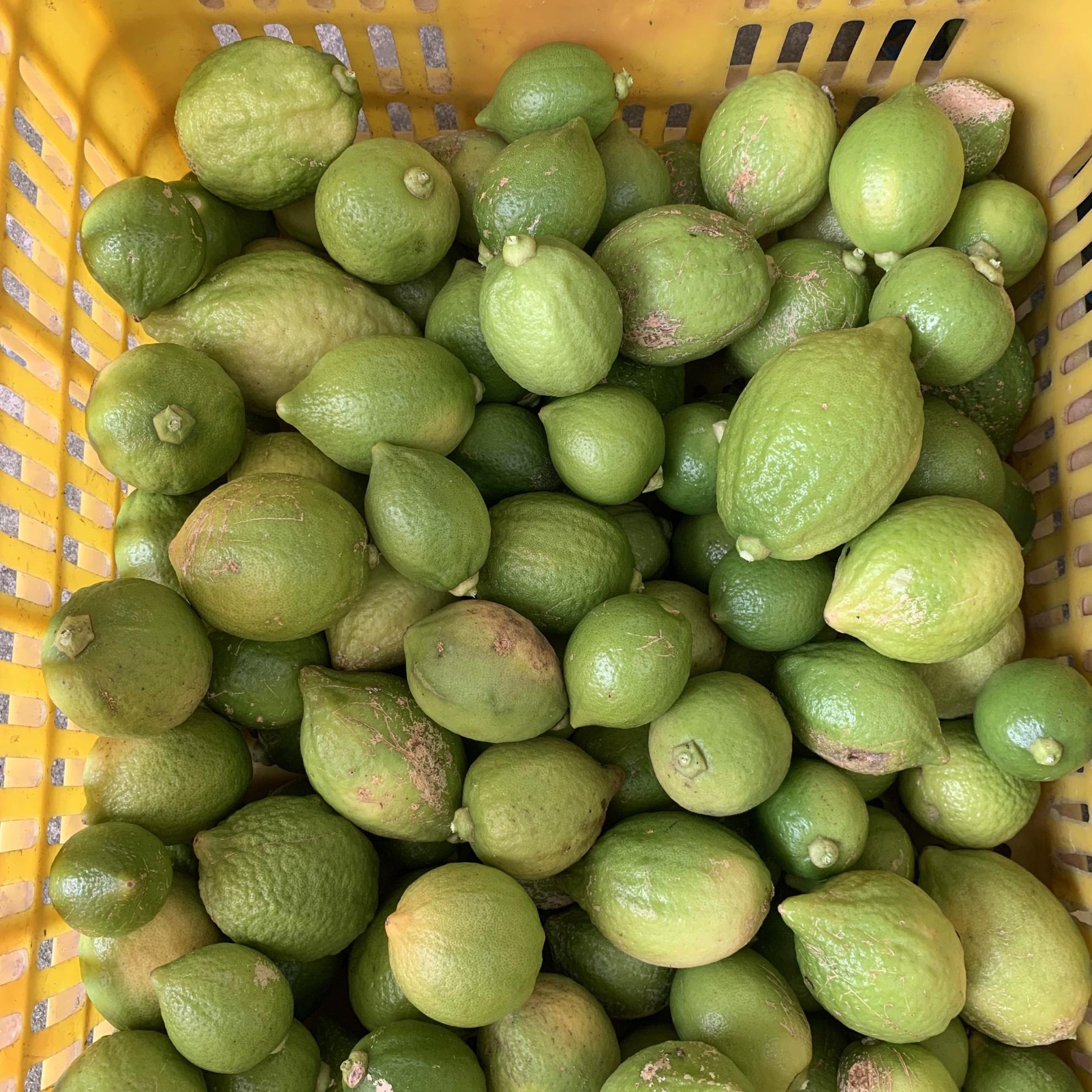 广东精选无籽香水柠檬青黄果饮品奶茶店专用现摘现发香水柠檬