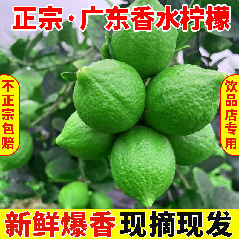 广东无籽香水柠檬新鲜现摘