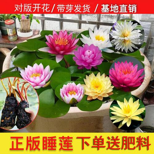 睡莲水培植物带芽花根块根茎四季开花耐寒水养池塘水池荷花苗盆栽