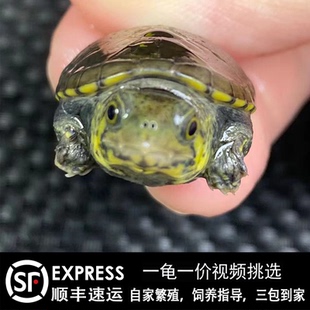 人工繁殖窄桥蛋龟活体双cb后代窄桥蛋龟苗子观赏蛋龟之王互动第一