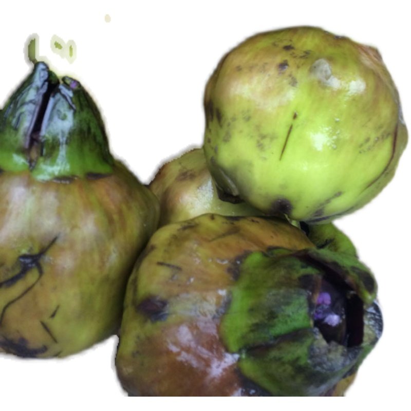 正宗苏州南塘新鲜手剥5斤鸡头米苞 江浙沪皖顺丰包邮送剥壳器