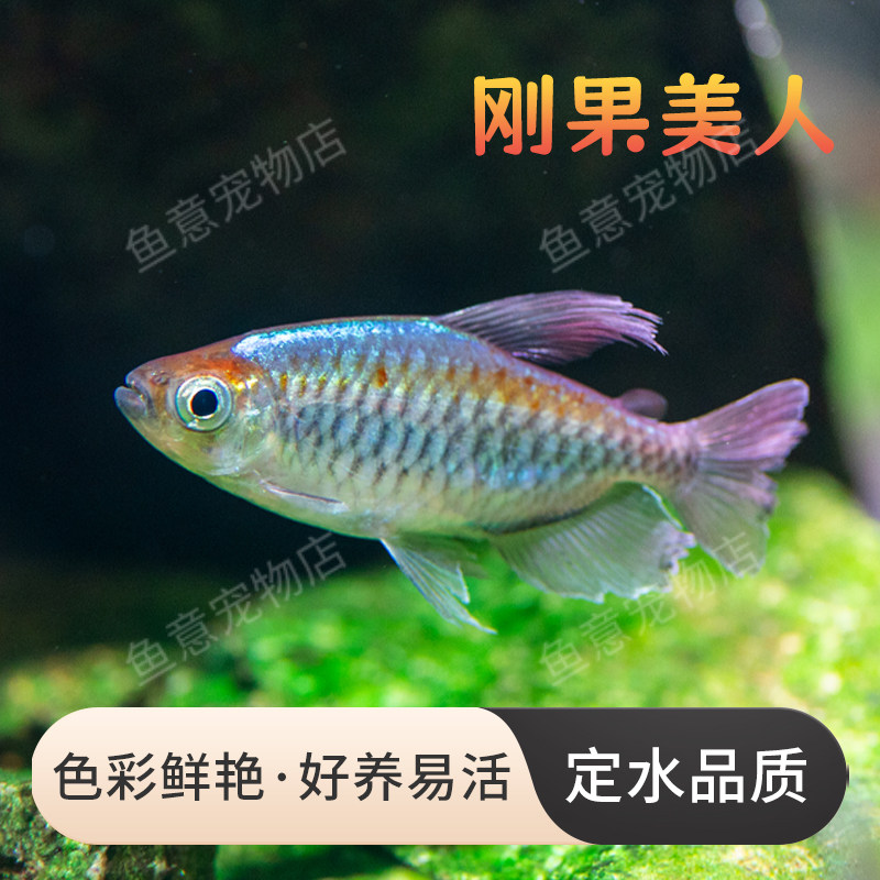 刚果美人鱼，热带淡水中大型观赏鱼,宠物/宠物食品及用品,鱼,淘宝优惠券,粉丝福利购,淘宝优惠卷