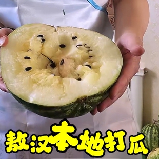 正宗敖汉黄壤打瓜7.5-9斤产地现摘现发新鲜水果赤峰特产紫瓜一号