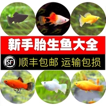 。不换水的金鱼混搭小鱼活观赏鱼1