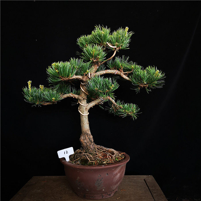 精品日本宫岛大阪松怪型大阪松苍老露根盆景盆栽绿植实物一拍一物