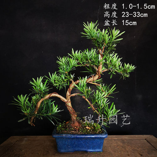 绿植小叶罗汉松一拍一物