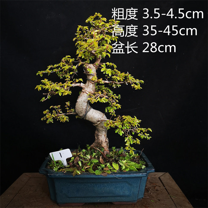 小叶榔榆盆景一拍一物