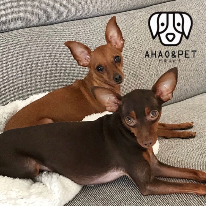 纯种小鹿犬迷你杜宾犬笃宾狗狗黑色铁包金红色黄活体小型幼犬家养