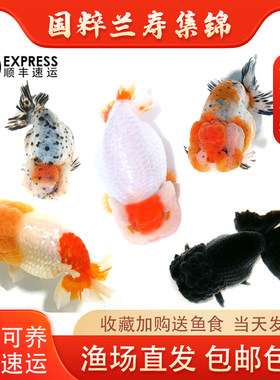 兰寿招财冷水鱼奶牛观赏鱼活体鱼