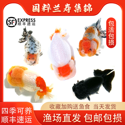 兰寿招财冷水鱼奶牛观赏鱼活体鱼