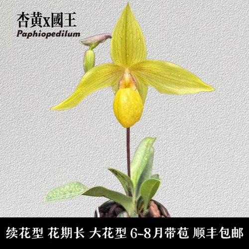 杏黄x国王（金国王）兜兰带花苞 大花型花期长 续花 花开几朵顺丰
