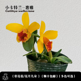 兜兰之家 迷你卡特兰-惠雅带花苞 矮种卡特兰洋兰桌面盆栽