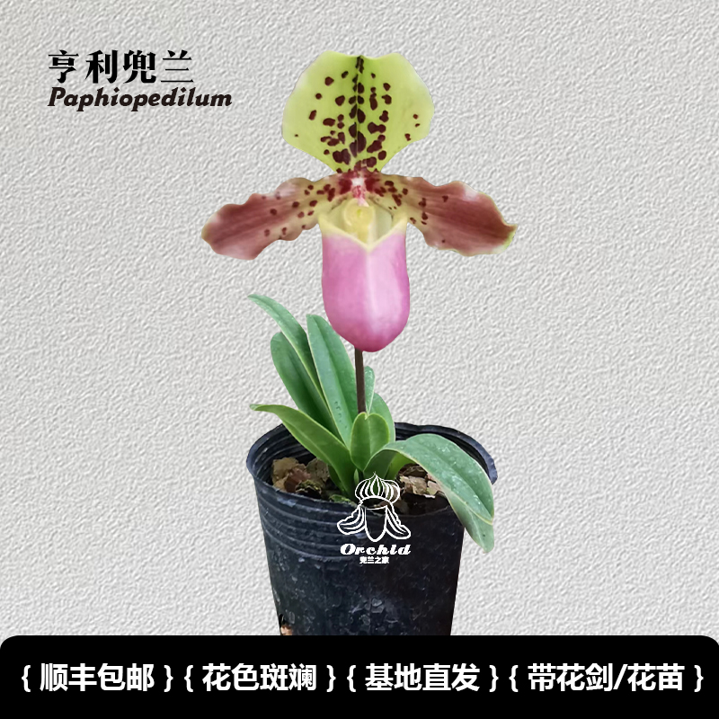 兜兰之家 亨利兜兰带花苞Paph. henryanum实生苗迷你型植株