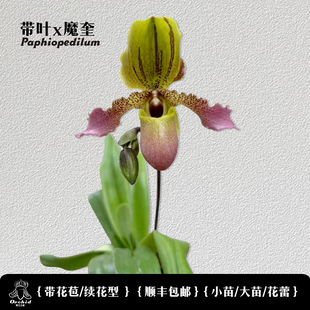 兜兰之家 带叶x魔奎 带花苞 实生苗交配种 洋兰 花期长大花室内