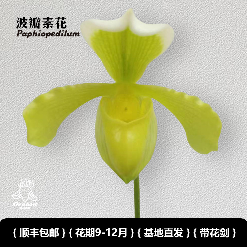 兜兰之家、波瓣素花兜兰 带花苞  仙履兰拖鞋兰小众绿植桌面盆栽