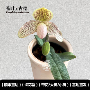 兜兰之家 苍叶x古德兜兰带花苞发货健壮大苗小众花卉桌面盆栽洋兰