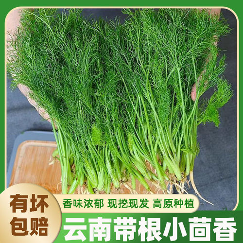 云南新鲜带根小茴香现摘现发