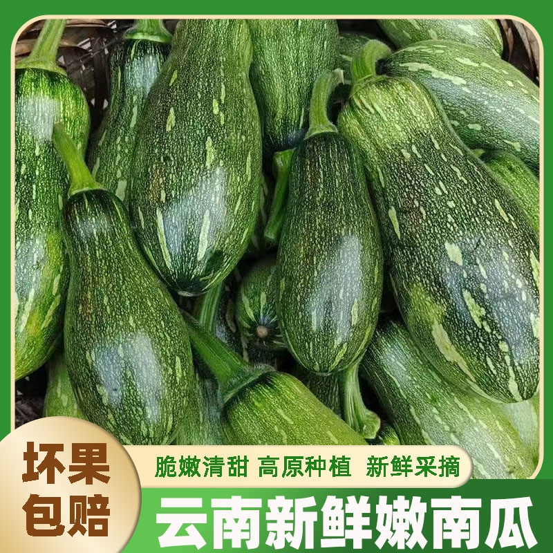 9斤云南小嫩南瓜迷你小南瓜嫩窝瓜花露天种植小嫩南瓜青皮嫩南瓜