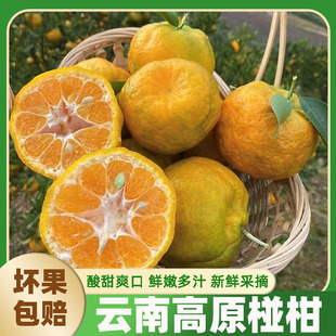 云南高山老树椪柑橘芦柑新鲜孕妇水果采摘椪柑当季水果酸甜多汁