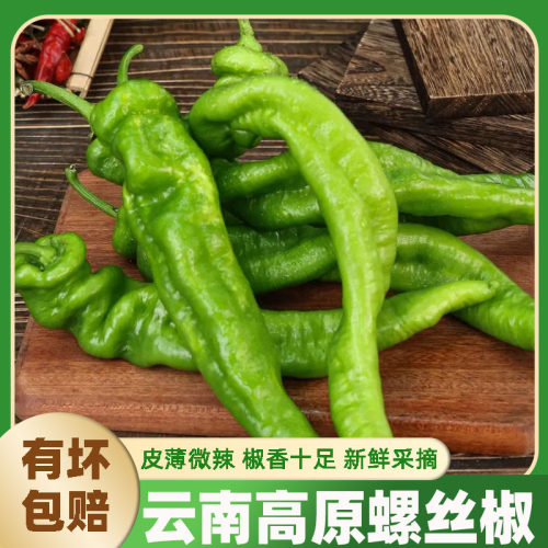 云南现摘螺丝椒农家自种特价
