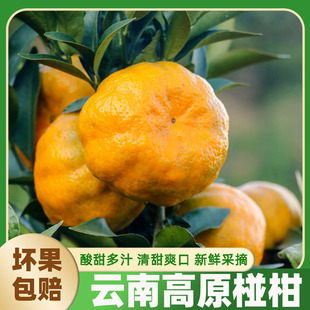 云南高山正宗椪柑芦柑椪柑现摘应季新鲜孕妇当季水果桔子整箱包邮