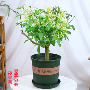 夜来香花树苗九里香夜来香盆栽花卉植物室内驱蚊花苗浓香四季开花