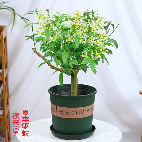 夜来香盆栽室内室外盆栽驱蚊