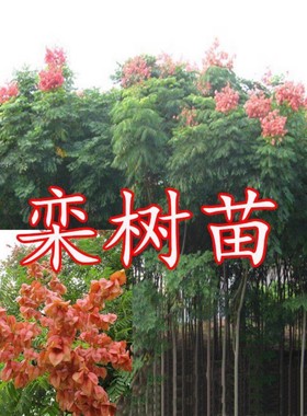 栾树苗黄山栾树小苗庭院行道大型耐寒绿化风景树占地拆迁栾树花苗