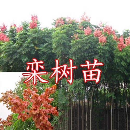 栾树苗黄山栾树小苗庭院行道大型耐寒绿化风景树占地拆迁栾树花苗